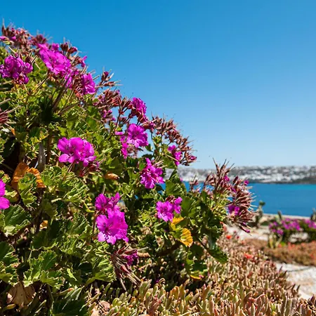 Carpe Diem Mykonos ,heated Pool! فيلة أورنوس
